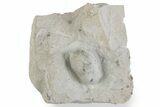 Eocene Fossil Snake Egg - Bouxwiller, France #366887-1